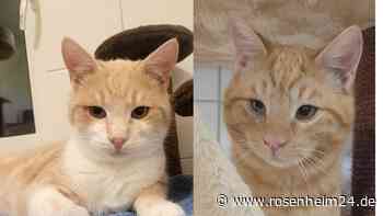 Zwei wie Pech und Schwefel: Katzenbrüder Caramelo und Camillo suchen ein Zuhause