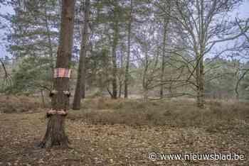 Keerbergen knuffelt haar bomen