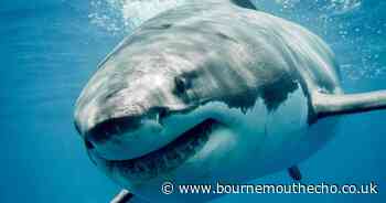 Where can you find great white sharks - are there any in the UK?