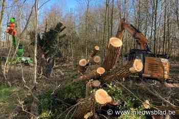 Provincie doet grote snoeiwerken aan waterlopen: “Ander risico op overstroming”