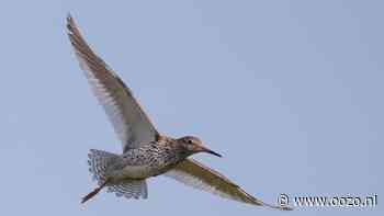 Vaarexcursie: de eerste weidevogels in het Ilperveld spotten