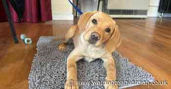 Guide dog puppies to board bus in Warrington for unique event