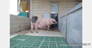 Gezond stalklimaat belangrijk voor welzijn biologische varkens