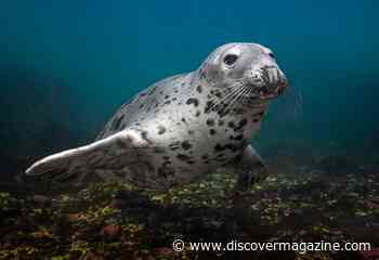 How Can Seals Hold Their Breath for an Hour or More?