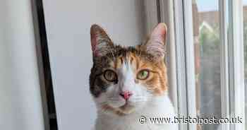 The art of purr-suasion: Cat owners reveal extreme lengths pets go to for treats (and 30% say they can’t resist)