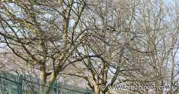 Tree pruning sparks anger as nesting birds disturbed in Bristol park