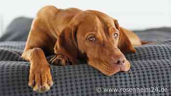 Ein tierischer Unternehmer? Hund soll Rundfunkbeitrag zahlen