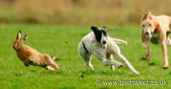 Armed police catch two Bristol men hare coursing