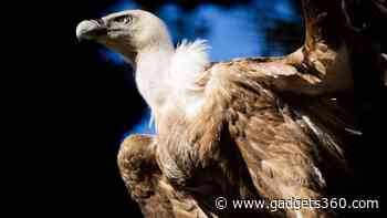 30,000-Year-Old Vulture Feathers Discovered, Uniquely Preserved in Volcanic Ash