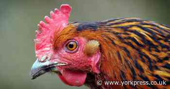 Chicken on the run after York burglary