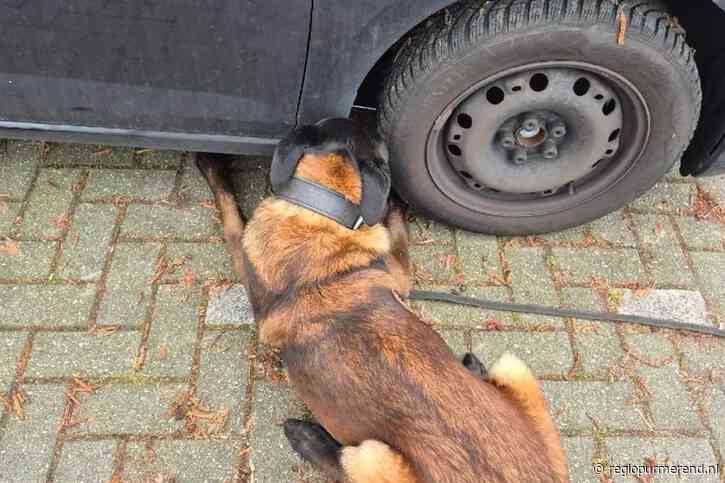 Politie Purmerend grijpt in bij verdachte situatie: nepwapen aangetroffen door diensthond Messi