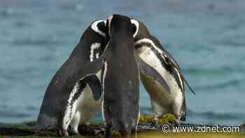 5 best Linux distros for staying anonymous - when a VPN isn't enough