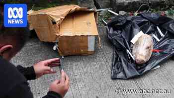 'Just cook it': Pig's head, dead rats sent to newsroom in Indonesia