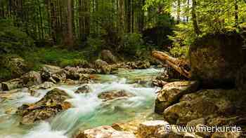 Idyllische Natur: Die beliebtesten Wälder Deutschlands – Bayern dominiert Ranking