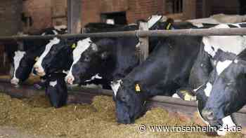 14 tote Rinder und drei tote Schafe auf Hof in Griesstätt entdeckt: Was bisher bekannt ist