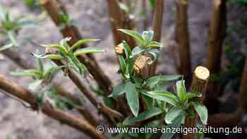 Für mehr Blüten jetzt noch schnell den Schmetterlingsflieder schneiden