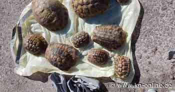 Schildkröten in Mülltonne entsorgt