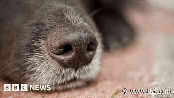 Police dogs sniff out contraband worth £85,000