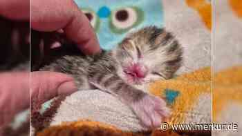 „Gerade mal eine Woche alt und muss schon um ihr Leben kämpfen“: Tierheim Nürnberg mit emotionaler Nachricht