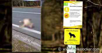 Wolf doodgereden: gaat waarschijnlijk om beruchte Bram