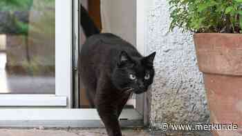 Wohnung mit Haustier beziehen: Bayern schneidet bei Ranking schlecht ab