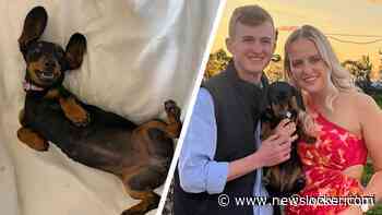 'Vermiste teckel overleeft al ruim een jaar in wildernis van Australi&euml;'