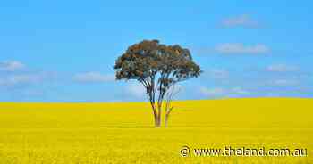 The indirect hit to Australian canola by US tariffs | Global Perspective