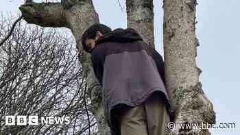 Tree felling postponed again after protests