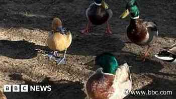 Non-native 'tree duck' spotted on Cornish beach