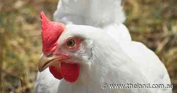 Chicken Meat Consortium seeks 'perfect balance' in feed for health and growth