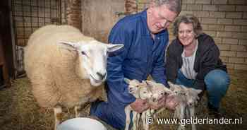 Gradje houdt huis op boerderij: lammerenexplosie met vijfling als toetje
