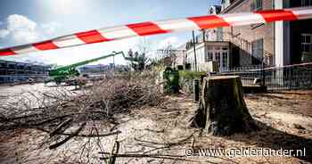 Kettingzaag snerpt al, maar buren willen bomenkap voor hun huis tegenhouden: ‘Dit kun je niet terugdraaien’