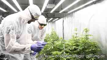 So läuft die erste legale Cannabis-Plantage in Braunschweig