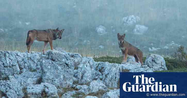 In the hills of Italy, wolves returned from the brink. Then the poisonings began