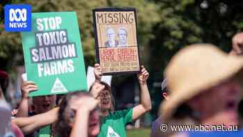 Salmon industry relieved, but environment group says 'war not over'