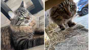 Kater Mogli aus Frasdorf wieder wohlbehalten bei seiner Familie