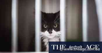 City considers cat curfew for Melbourne