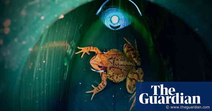 Country diary: Meeting a frog at close quarters | Paul Evans