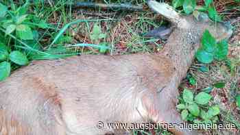 Tote Rehe im Wald bei Jungingen gefunden: Hat sie ein Hund totgebissen?