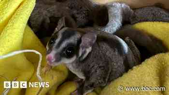 Gliding possums dumped in box outside supermarket