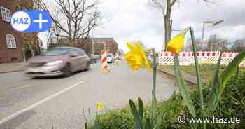Hannover: Auf der Vahrenwalder Straße blühen Narzissen auf einem Erdhaufen