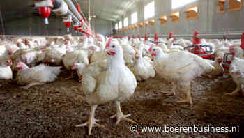 Kippenmestverwerker BMC Moerdijk zoekt investeerder