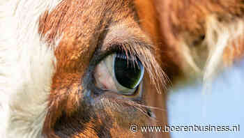 MKZ in Oost-Europa rukt op richting Oostenrijk