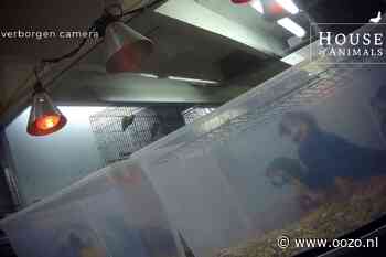 Undercover: Eerder veroordeelde papegaaienhandelaar Dennis Papegaaien uit Den Ilp blijft wet overtre