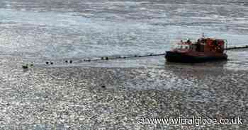 Stranded dog guided to safety by Wirral rescue teams