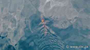 Rare sighting of a 'sharktopus' leaves onlookers stunned and puzzled