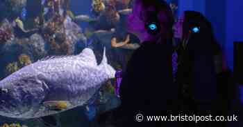 Bristol Aquarium to host huge disco event for the first time