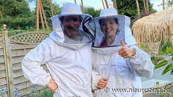 Schoten bindt strijd aan met Aziatische hoornaar: subsidie en honderd vrijwilligers