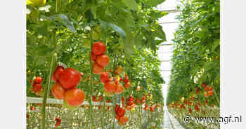 Nederland koploper tomatenexport zomer 2024