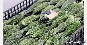 "Jaarrond stabiele markt bittermeloen in Europa"